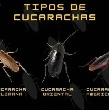 Servicios De Fumigación PlagaKØ - Img 67574557