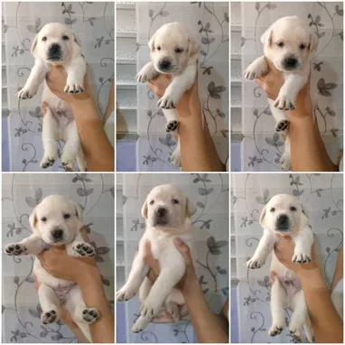 💜💜💜* 🐶¿BUSCAS UN CACHORRO?* TE AYUDAMOS A ENCONTRAR TÚ FIEL COMPAÑERO WHATSAPP 58746643 💜💜💜. - Img 122998731