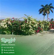 Venta de Buganvilias • RANDY'S Jardinería y Ornamentos - Img 45818926