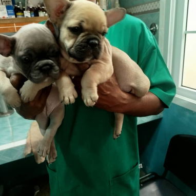 Variedad de perros de pura razas en perfecto estado - Img 117982065