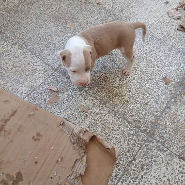 Cachorros pitbull - Img 126164693