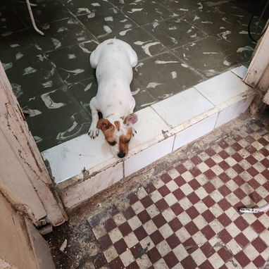 Chihuahua hembra. - 2/3