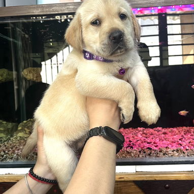 😍 HERMOSA CACHORRA LABRADOR RETRIEVER 😍 - Img 119372807