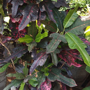 🌸 Siembra tu Pedacito 🌸   Naturaleza, color y armonía para tu hogar.  - 🌿 Venta de plantas ornamentales: frescas, sal - Img 121672594