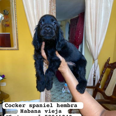 Preciosos cachorros de cockers spaniel - Img 122080730