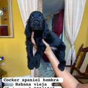 Bellezas de cockers spaniel - Img 55545052