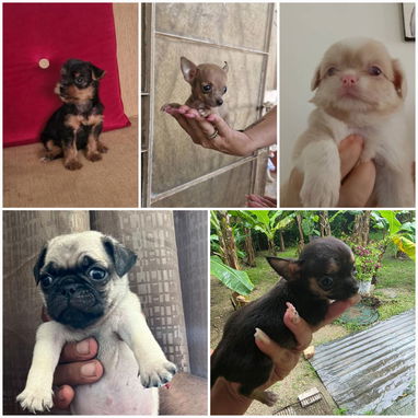 🐾✨ SUS VENTAJAS POR LA COMPRA BETTY MASCOTAS WHATSAPP 52506841 ✨🐾 - 4/10