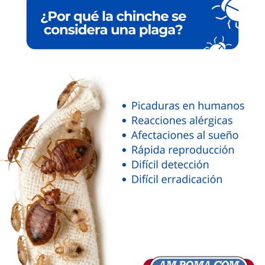 Servicio de Fumigación contra Chinches en La Habana - Img 124467387