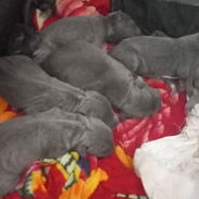 *Pitbull* ♂️Machos 🩶Color Blu(gris) 📌*Se entrega:* 🗓️El 28/oct,con 35 días de nacidos. 200usd - Img 57697678