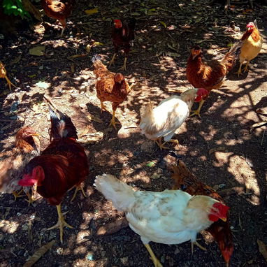 Se venden Gallinas Felices y Gallos Orgullosos - 2/3
