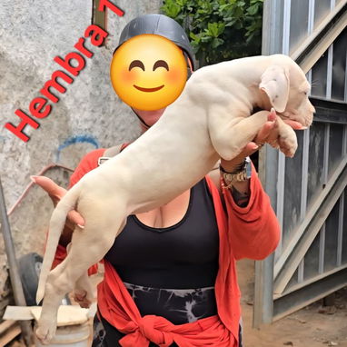 Dogo argentino - Img 122171040