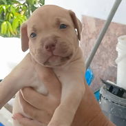 Cachorros pitbull - Img 56426912