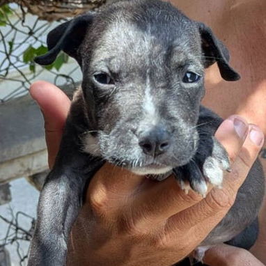 🐶 ¡Cachorros Pitbull en venta! 🐶 - Img 122851934