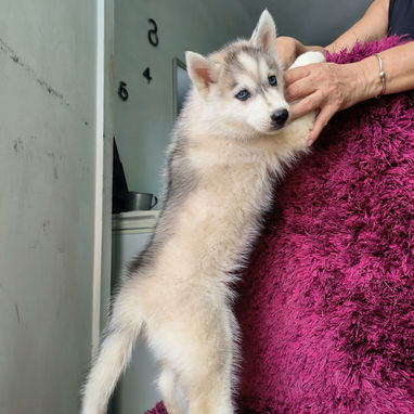 Husky siberiano - Img 124396040