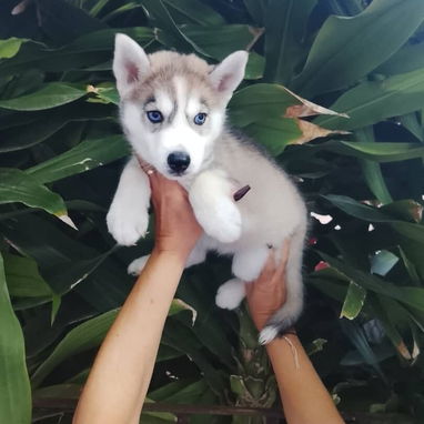 HUSKY SIBERIANO,ambos sexos,en 200 USD o equivalente,TENGO MENSAJERÍA,de 45 días y desparacitados,con historia clínica - Img 123148180