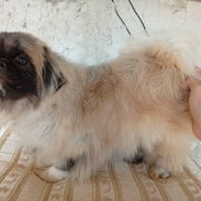 PEQUINÉS IMPERIAL,macho en 200 USD o equivalente,TENGO MENSAJERÍA,tiene 8 meses,ESTÁ VACUNADO y desparacitado - Img 56632506