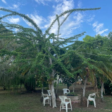 🛌✈️ Casa Independiente de 5 Cuartos con Jardín Cerca del Aeropuerto José Martí REF 1258 - Img 74451739