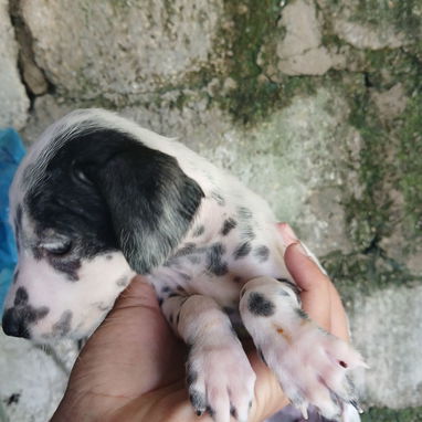 En venta perritos Dálmatas de raza 😍🐶🥰 - Img 123783605