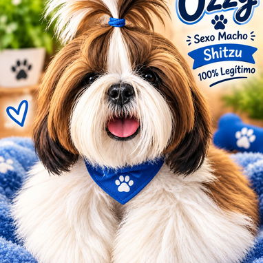 Hermoso cachorro macho Shih-tzu - 3/3