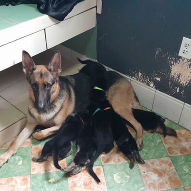 Cachorros pastor alemán - 3/5