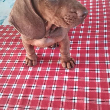 Variedad de razas disponibles pitbull, Chihuahua, shitzu, bulldog francés,pastor Alemán llamar al 53818081 - Img 122479733