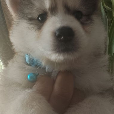 Vendo huskys siberianos 100 usd - 4/8