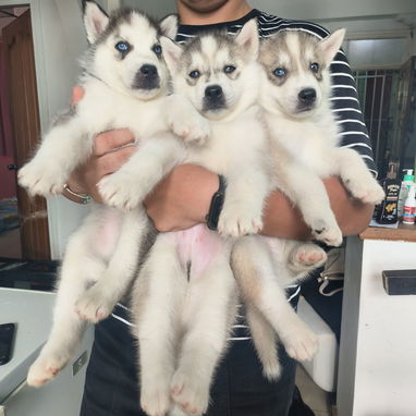 Husky siberiano - Img 124234379
