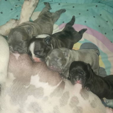 No dudes en decidir por una mascota solo llame al 58199520 - 5/5