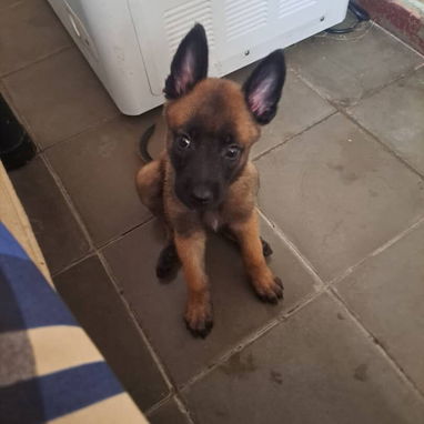 ((( PASTOR BELGA MALINOIS AMBOS SEXOS BETTY MASCOTAS WHATSAPP 52506841 ))) - Img 124198414