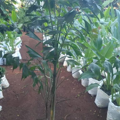 Servicio de jardinería 👩🏼🌾 - Img 123565295