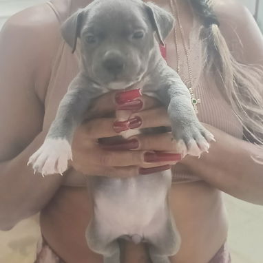 Cachorros pitbull listos para su nuevo hogar ya vacunados - 2/4
