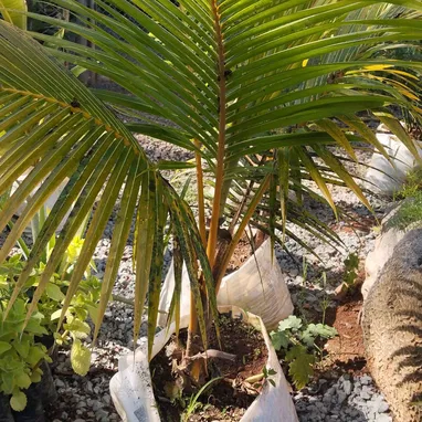 Plantas y servicios de Jardineria - Img 118359564