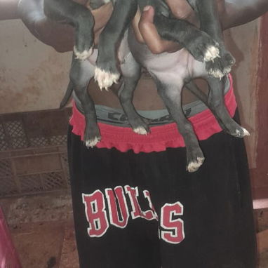 Pitbull y rotwailer - Img 123036004