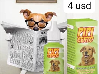 Pipi Certo ( Adiestrador Canino ) - Img main-image