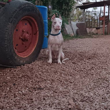PITBULL MERLE,hembra,en 170 USD o equivalente en moneda nacional,TENGO MENSAJERÍA,tiene 48 días y está desparacitada - 6/10