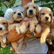 Hermosos cachorros cocker spaniel dorados - Img 58095918