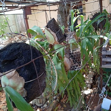 Platycerium y variadas plantas ornamentales - Img 99194718