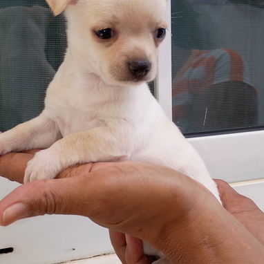 Todo lo que buscas en cachorro,está aquí solo llame al 53818081 - 6/9