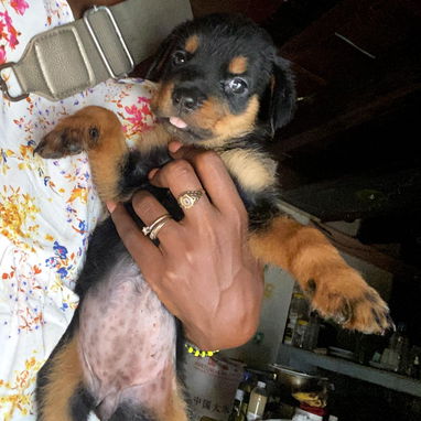 ROTTWEILER,hembras,en 400 USD o equivalente en moneda nacional,TENGO MENSAJERÍA tienen 65 días y están desparacitadas - 4/6