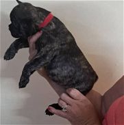 Hermosa cachorrita hembra Bulldog francés - Img 45722784