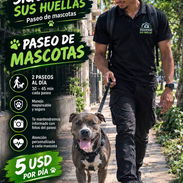 🦮Paseo de Mascotas a domicilio en el Vedado 🐕‍🦺 - Img 57984435