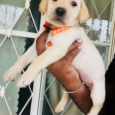 📌LABRADORES !!! - Img 123549529