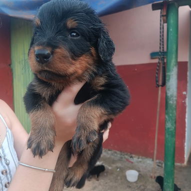 ROTTWEILER,ambos sexos,en 350 USD o equivalente en moneda nacional,TENGO MENSAJERÍA,tienen 43 días y están desparacitado - 2/10
