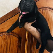 😍HERMOSA CACHORRA LABRADOR RETRIEVER 😍 - Img 55778761