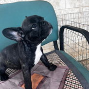 BULLDOG FRANCES,hembra,en 550 USD o equivalente,TENGO MENSAJERÍA,tiene 3 meses y ESTÁ VACUNADA y desparacitada. - Img 55845510