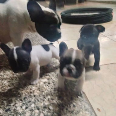 Cachorros Burdog Francés - 2/3