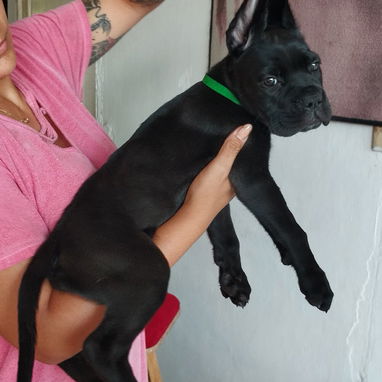 CANE CORSO CON PEDIGREE - Img 125279894