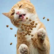 Excelente comida para gatos *Bolsa sellada 1kg ➡️Con Mensajería - Img 57817237