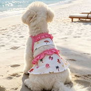 Ropa para perros - Img 56826134