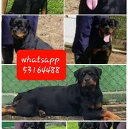 (((((( verdaderos ejemplares))))) - Img 50183115